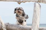 PETIT CHIEN LION 103